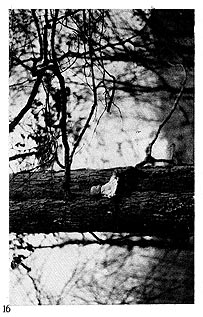 page 16 - 32.2 K - ACTUAL SIZE - Click to enlarge